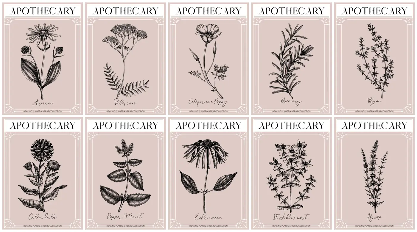 Apothecary labels set. Healing plants and medicinal herbs sketches. Art nouveua, adt deco, vintage, retro style. Frame design templates. NOT AI generated Illustration